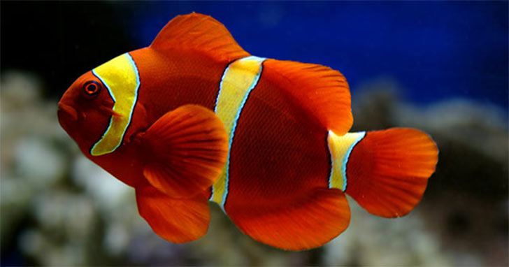 all types of aquarium fish