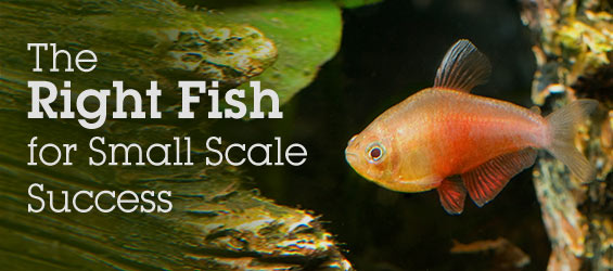 small freshwater aquarium fish