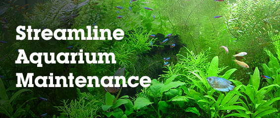 Aquarium Maintenance Tips