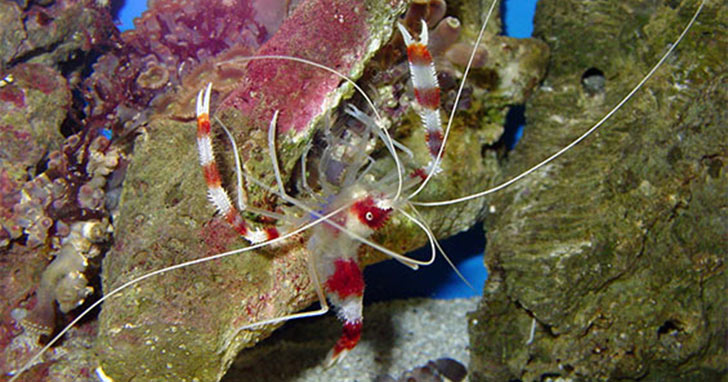 Marine Shrimps - An Introduction