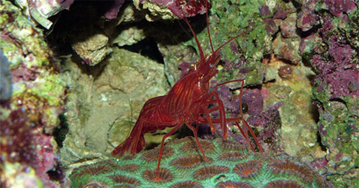 Aquarium Shrimps - Shrimp Care