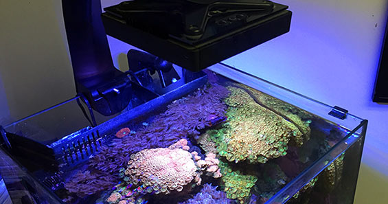 best led aquarium lighting for corals