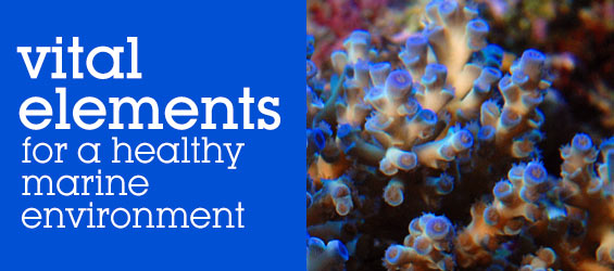Supplements for Saltwater Aquariums