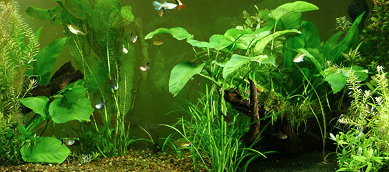 co2 kits for tropical fish tanks