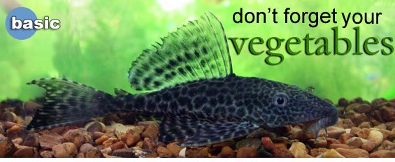 Proper Diet for Plant-eating Aquarium Fish
