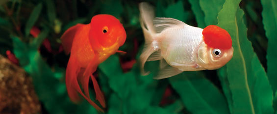 Species Profile: Oranda Goldfish