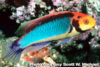 The Best Reef Wrasses; Part 2; Fairy Wrasse