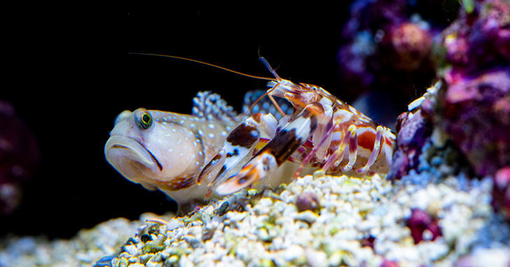 Symbiotic Relationships: Pistol Shrimp & Gobies: A Safe Alliance