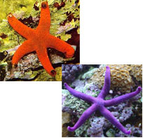 Echinoderms: Part 4 - Sea Stars (Asteriodea)