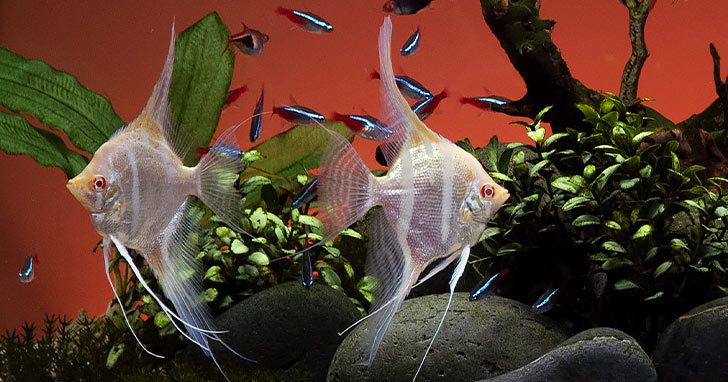 Safeguard your aquarium from power outages