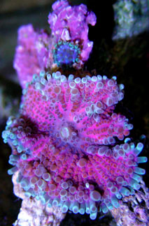 Purple Ricordea Mushroom Coral