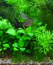 aquarium set up tips