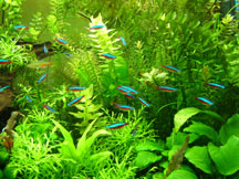 Healthy Freshwater Planted Aquarium