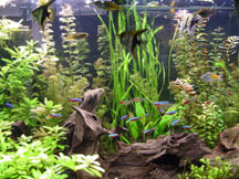Freshwater Community Aquarium
