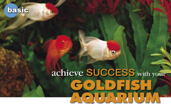 goldfish aquarium fish