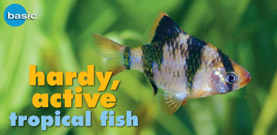 hardy freshwater fish