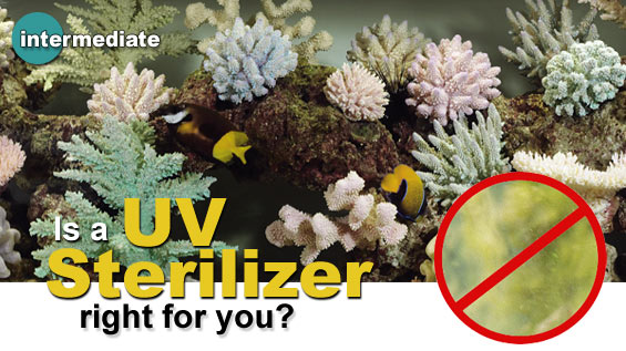 Aquarium Water Quality & Algae Control: Introduction to Aquarium UV Sterilizers