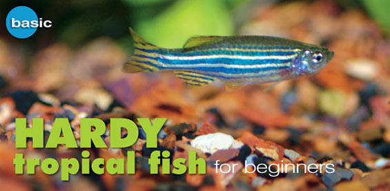 Zebra Danio: Hardy Tropical Fish for Beginners