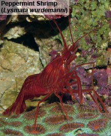 reef keeping aiptasia control options