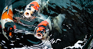 Ease into Spring Feeding of your Koi