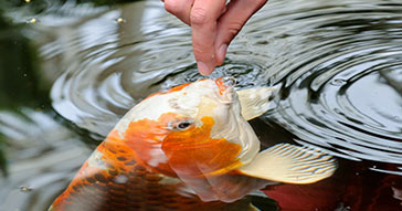 Best Foods for Spring Koi Feeding