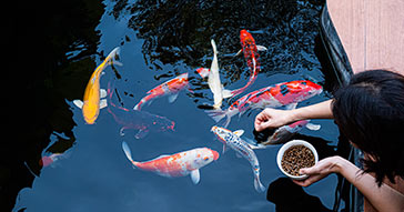 Don’t Overfeed Your Koi Fish