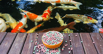 Don’t Feed Koi too Early in the Spring