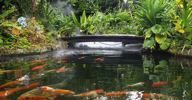 Koi Pond Maintenance