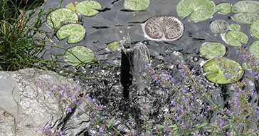 Testing Pond Water