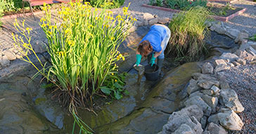 Cleaning your Koi Pond