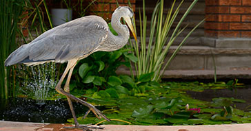 Decoys can Help Deter Predators from Your Pond