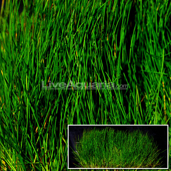 aquarium grass mat