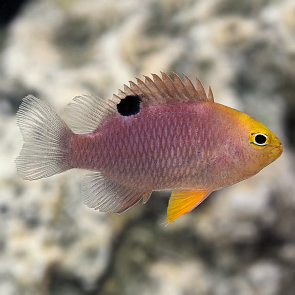 Talbot S Damselfish Talbot S Demoiselle Saltwater Aquarium Fish