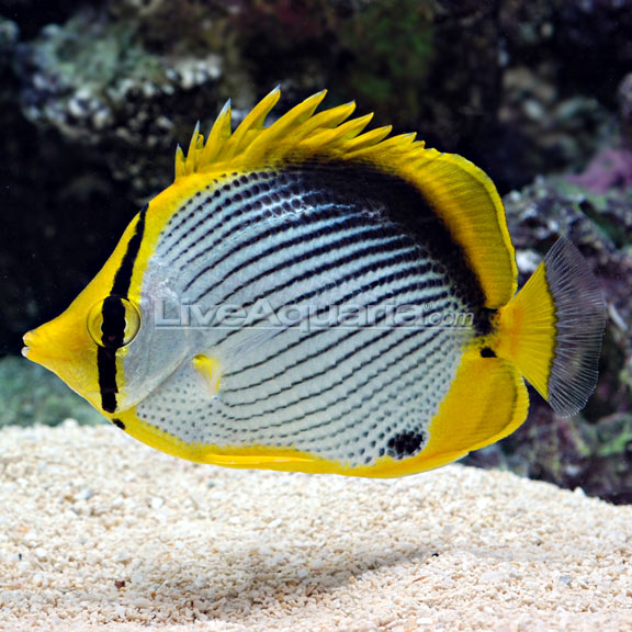 Black Back Butterflyfish Melannotus Butterflyfish Saltwater Aquarium Fish