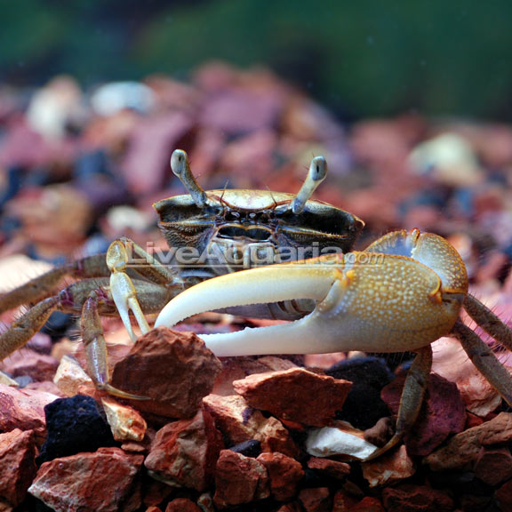 Fiddler Crab: Tropical Crabs for 