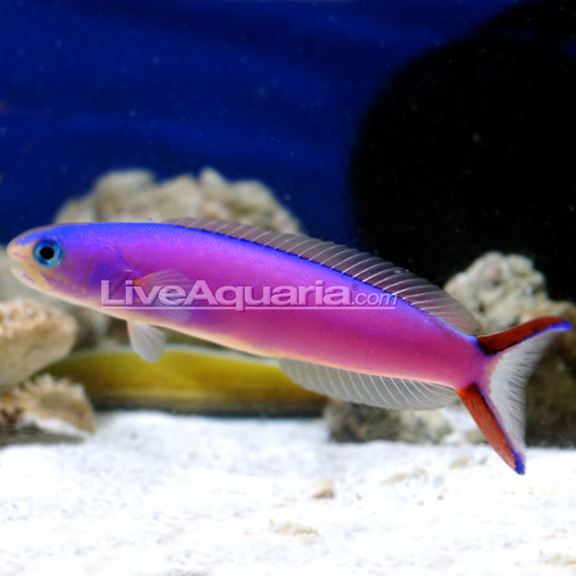 Purple Tilefish Saltwater Aquarium Fish For Marine Aquariums