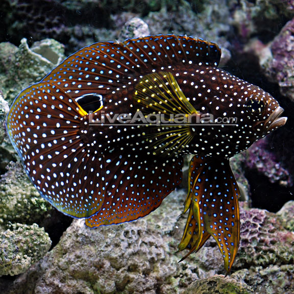 Marine Betta: Saltwater Aquarium Fish 
