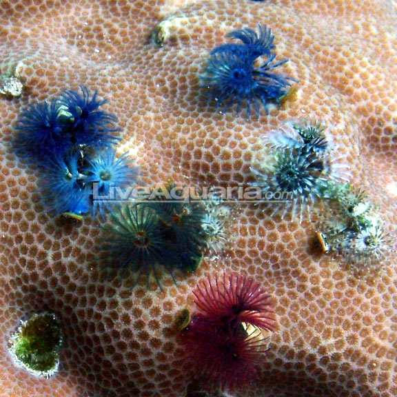 Christmas Tree Worm On Rock Multicolor Saltwater Aquarium Invertebrates