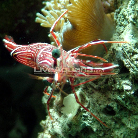 shrimp for reef tank