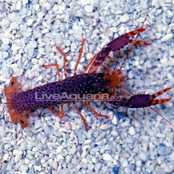 purple lobster