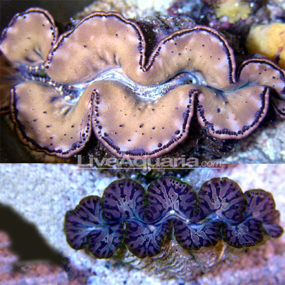 live giant clam for sale