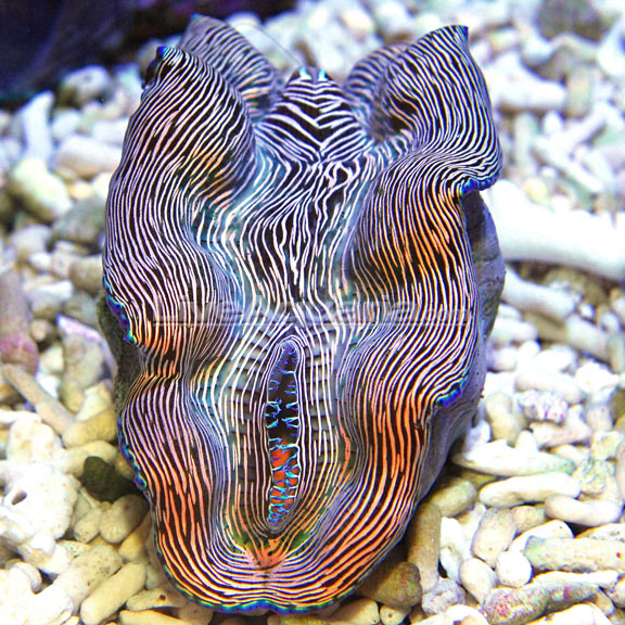 reef clam