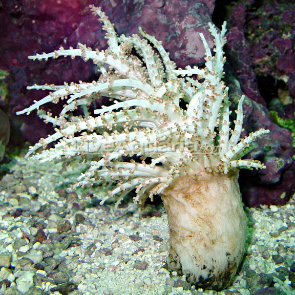 christmas tree coral