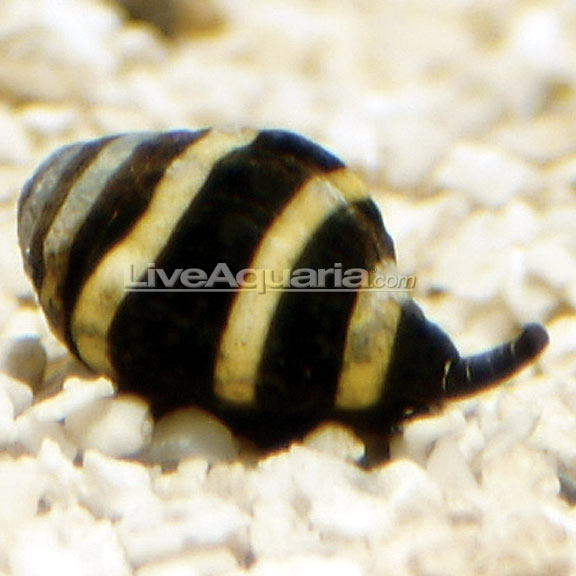 Bumble Bee Snail Saltwater Aquarium Invertebrates For Marine