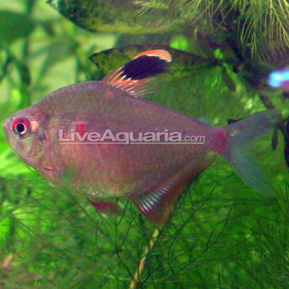bleeding heart tetra care
