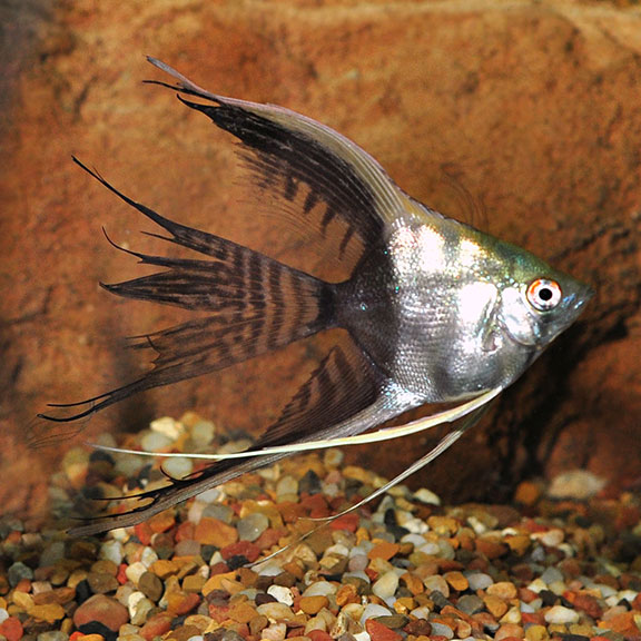 Half Black Freshwater Angelfish Tropical Fish For Freshwater Aquariums,Silver Nickels