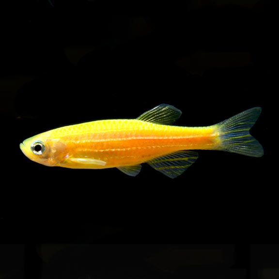 tropical fish for freshwater