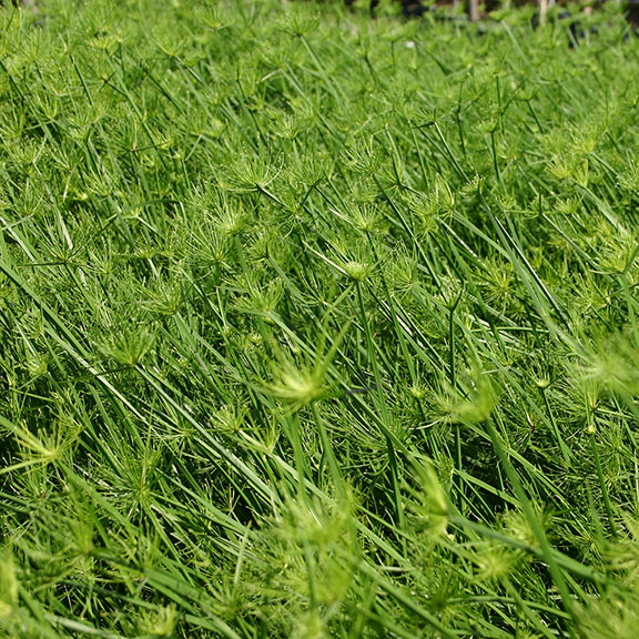 Dwarf Papyrus Bog Plant Plants For Ponds Water Gardens