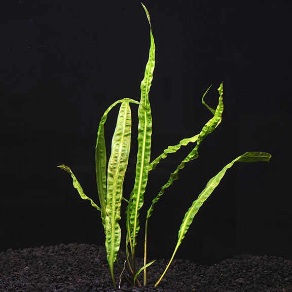 Cryptocoryne Crispatula Balansae - Cryptocoryne Potted Plant Arizona Aquatic Gardens - Long leaves with a hammered texture flow in the current of the aquarium.