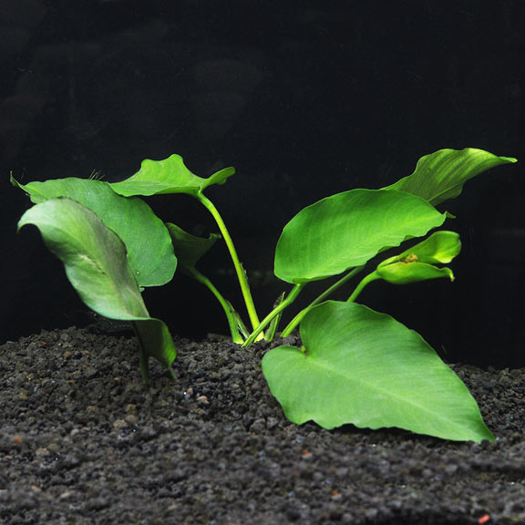 Anubias barteri: Freshwater Aquarium Plants